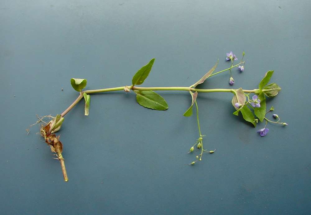 Image of Veronica americana specimen.