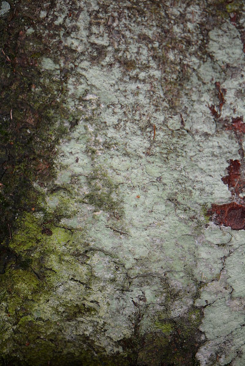Image of genus Lepraria specimen.