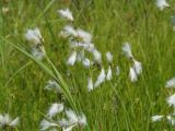 Eriophorum gracile