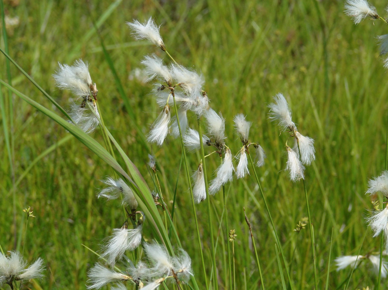 Изображение особи Eriophorum gracile.