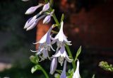 Hosta albomarginata