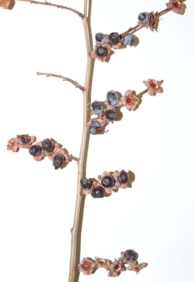 Image of Diospyros lotus specimen.