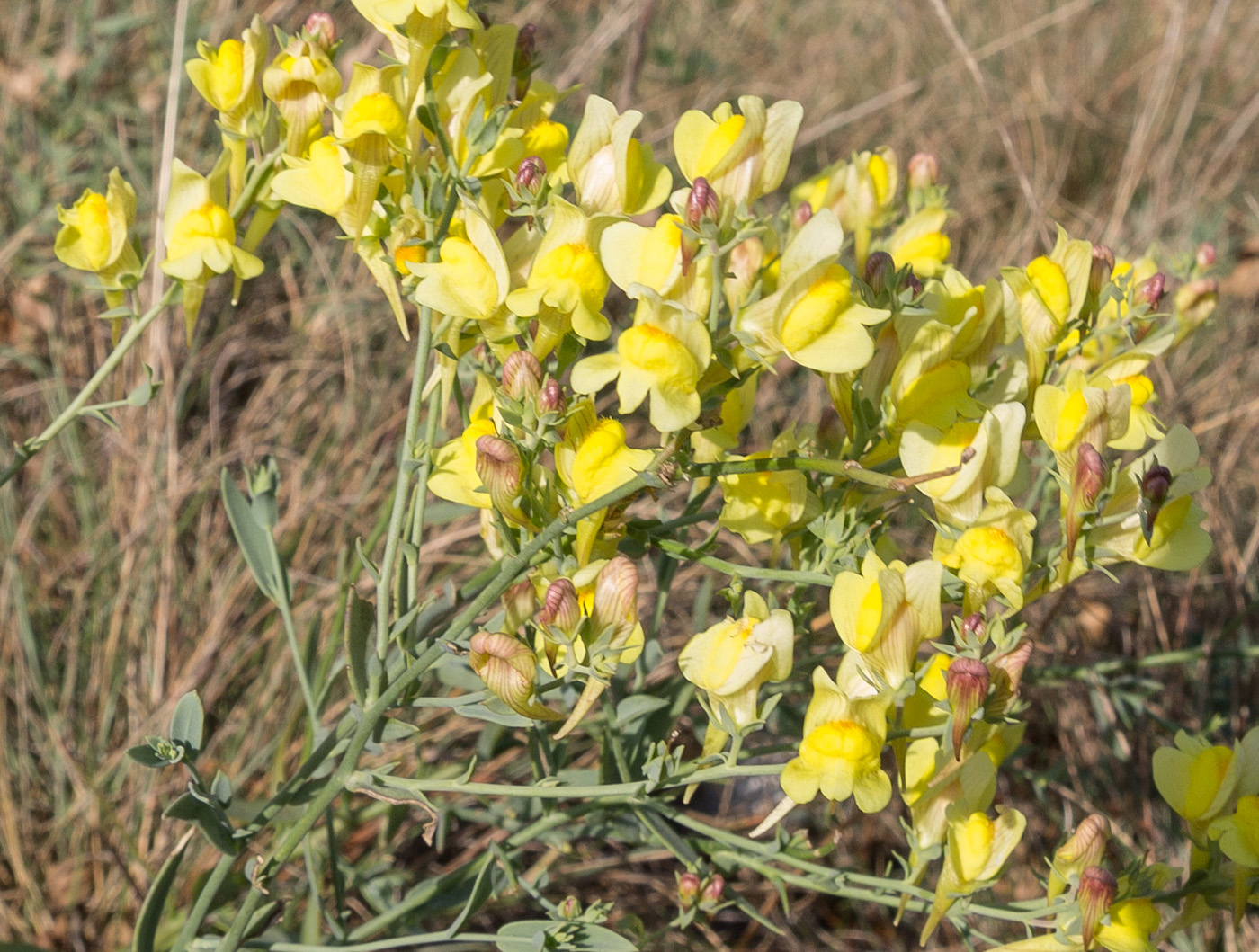 Изображение особи Linaria genistifolia.