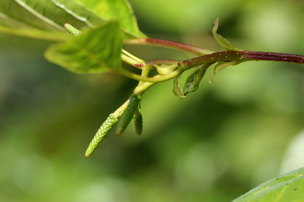 Image of Alnus glutinosa specimen.
