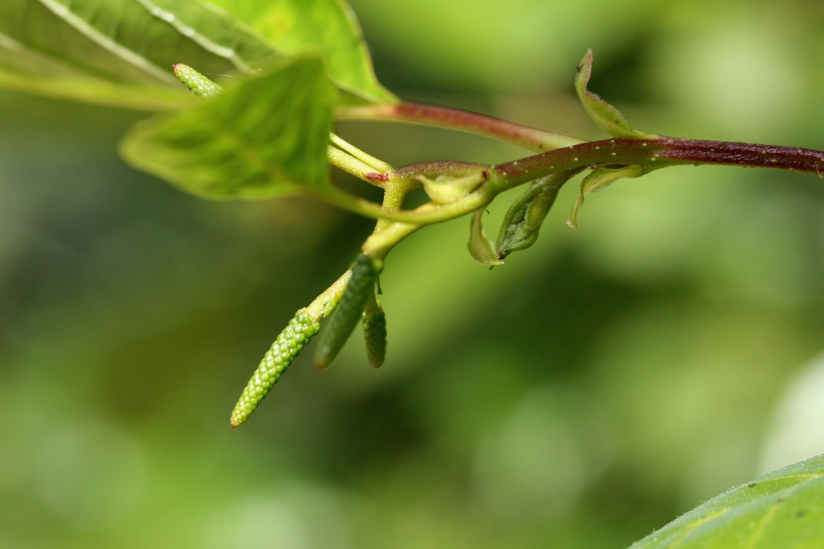 Изображение особи Alnus glutinosa.