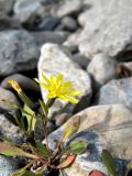 Crepis nana