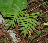 Polypodium interjectum. Вегетирующее растение. Краснодарский край, окр. г. Сочи, Тисо-самшитовая роща, береговой склон р. Хоста. 13.07.2019.