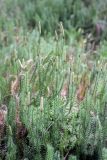 Lycopodium annotinum. Растения со стробилами. Карельский перешеек, окр. Сертолово, в еловом лесу. 27.09.2020.