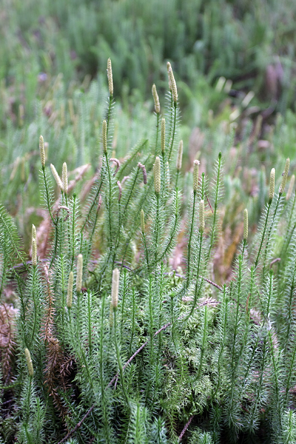 Изображение особи Lycopodium annotinum.