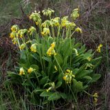 Primula veris