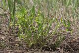 Buschia lateriflora. Цветущее и плодоносящее растение. Крым, Керченский п-ов, Приазовье, Караларская степь, луговина между засолённой степью и руслом сероводородного ручья. 14.05.2021.