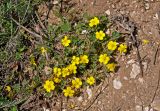 Potentilla incana