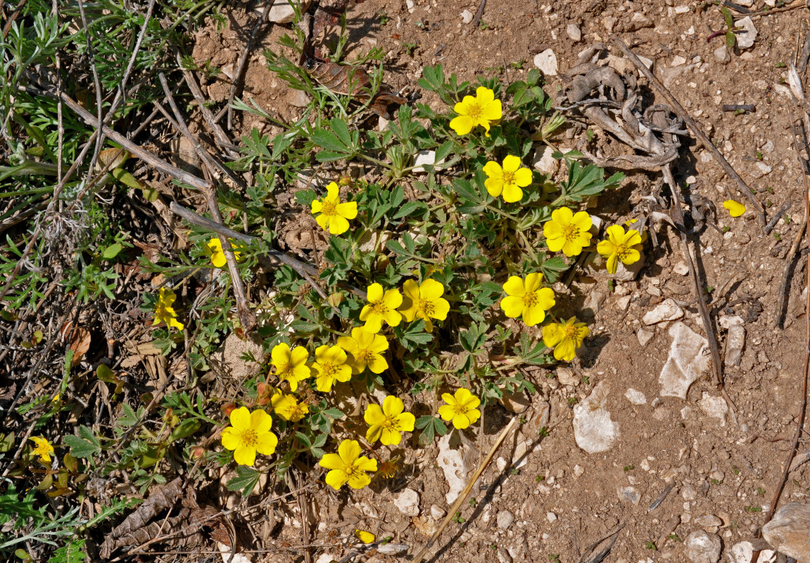 Изображение особи Potentilla incana.