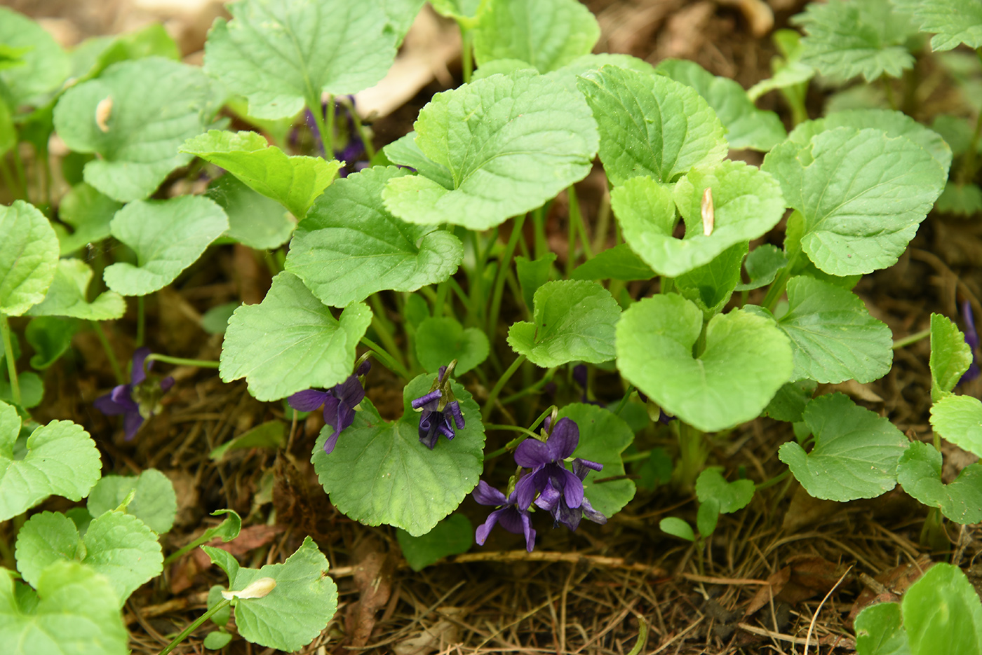 Image of Viola odorata specimen.