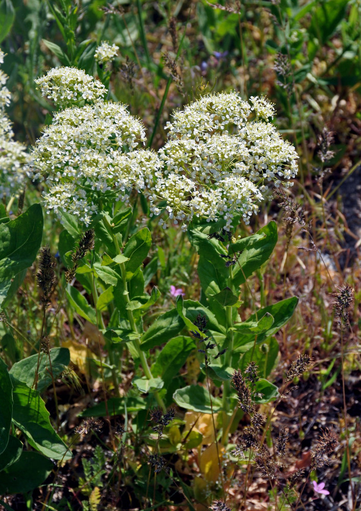 Image of Cardaria draba specimen.