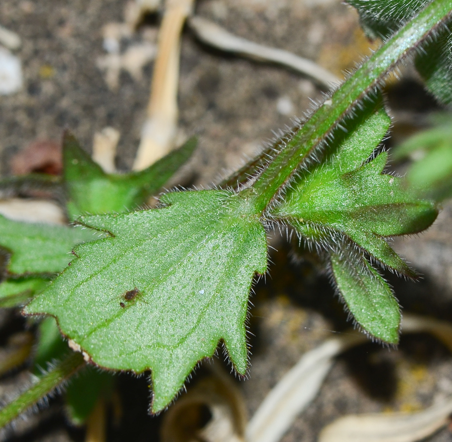 Изображение особи Campanula erinus.
