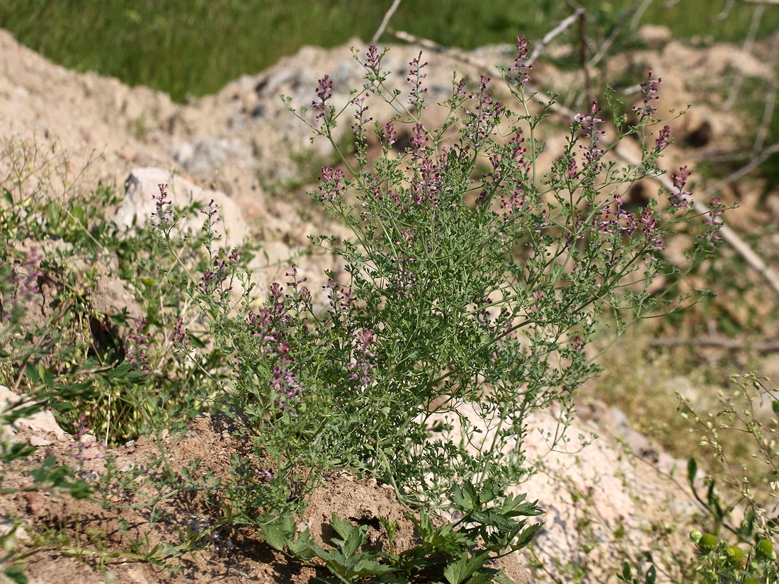 Изображение особи Fumaria officinalis.