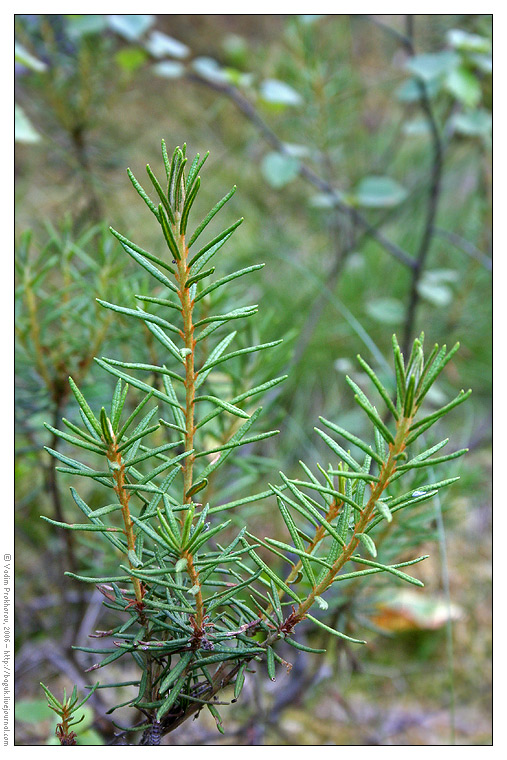 Image of Ledum palustre specimen.