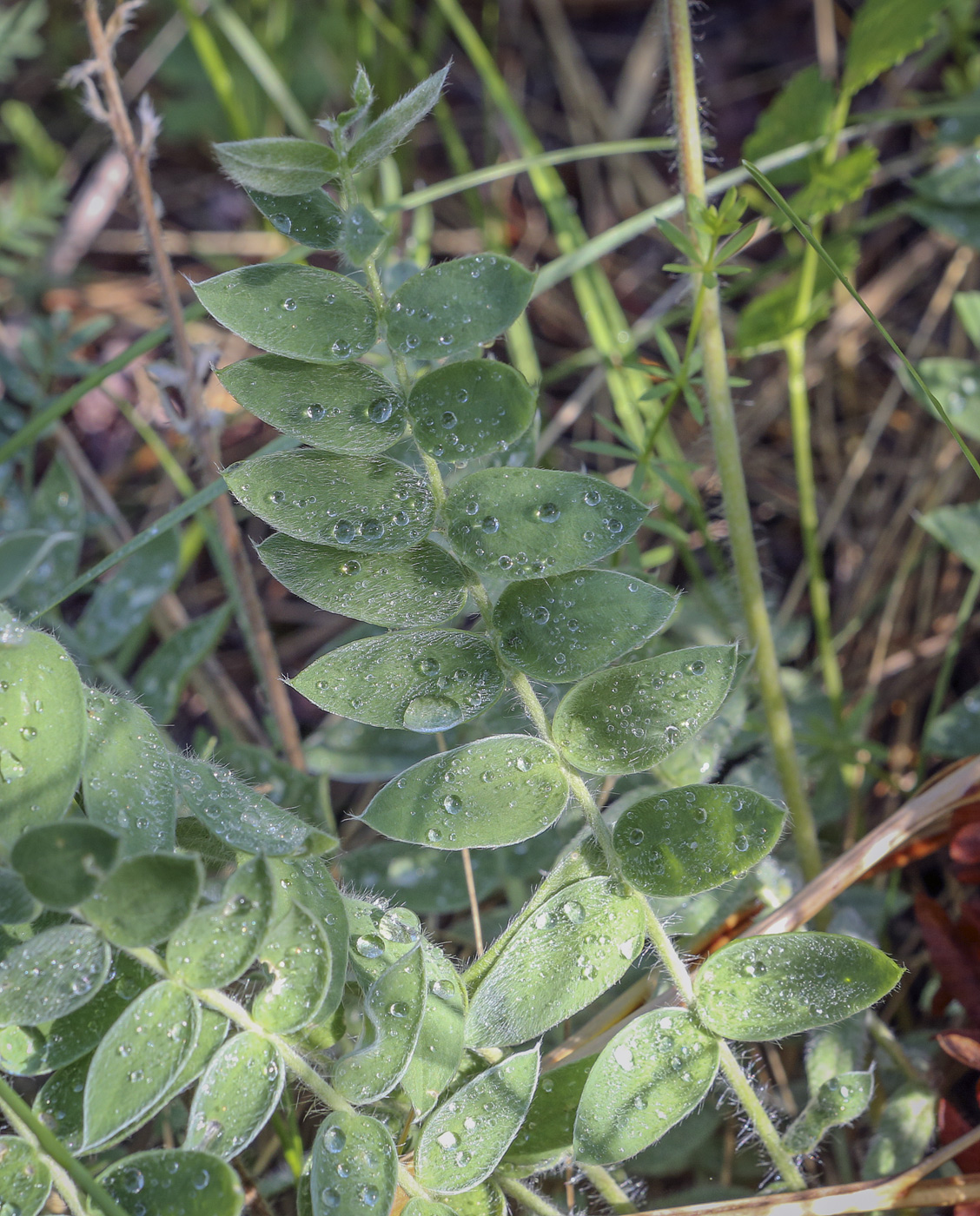 Изображение особи Oxytropis kungurensis.