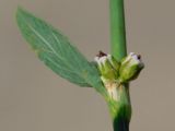 Polygonum neglectum