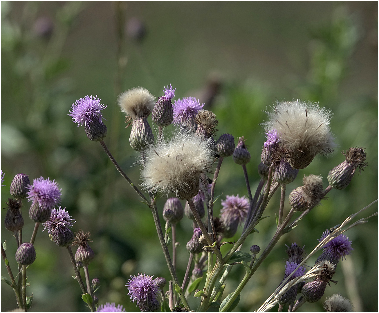 Изображение особи Cirsium setosum.