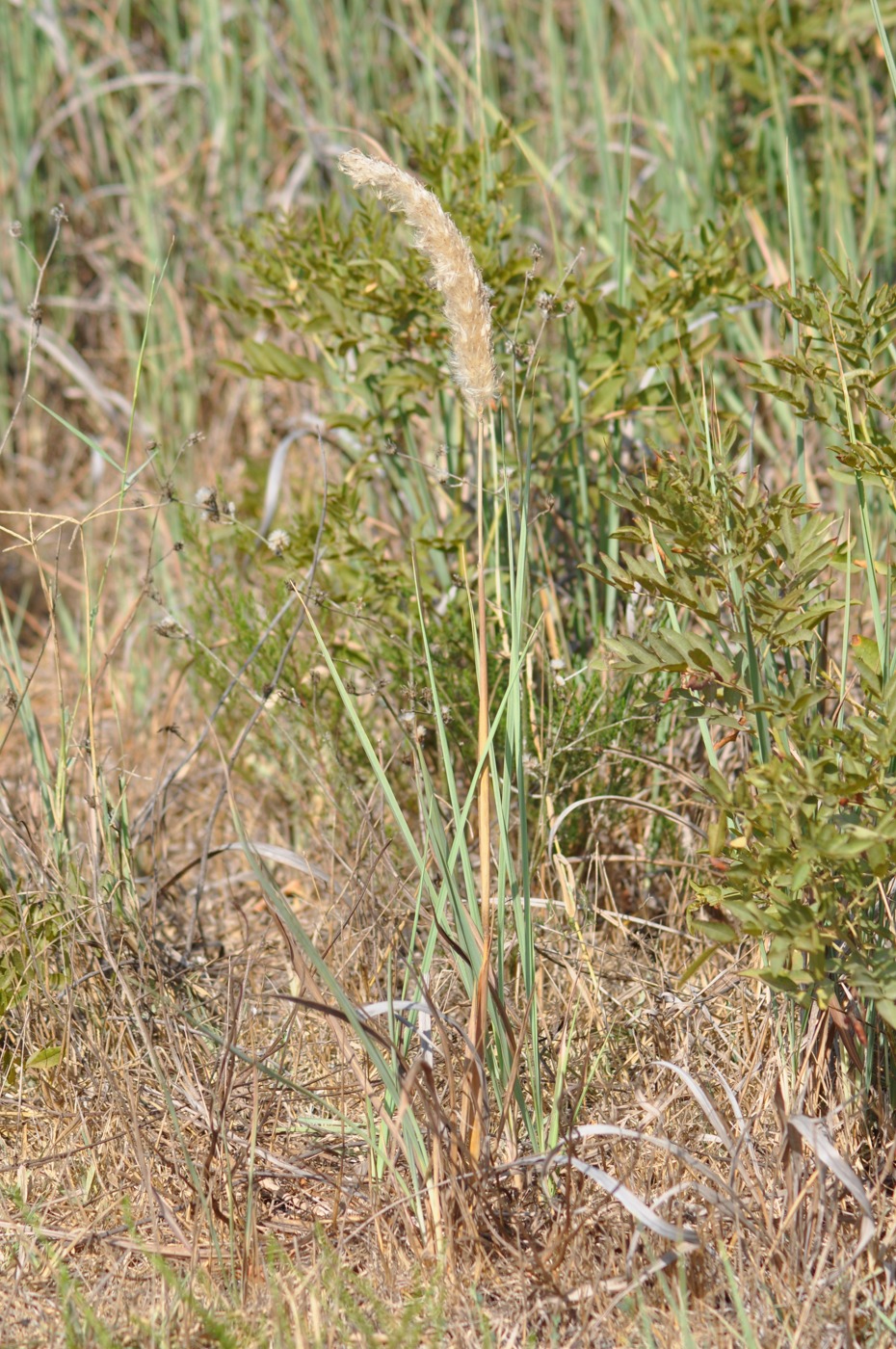 Image of Imperata cylindrica specimen.