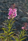 Chamaenerion angustifolium. Верхушки побегаов с соцветиями. Мурманская обл., п-в Рыбачий, пологий склон небольшой сопки вблизи м. Коровий, ~100 м н.у.м., каменистая воронично-лишайниковая тундра. 28.07.2020.