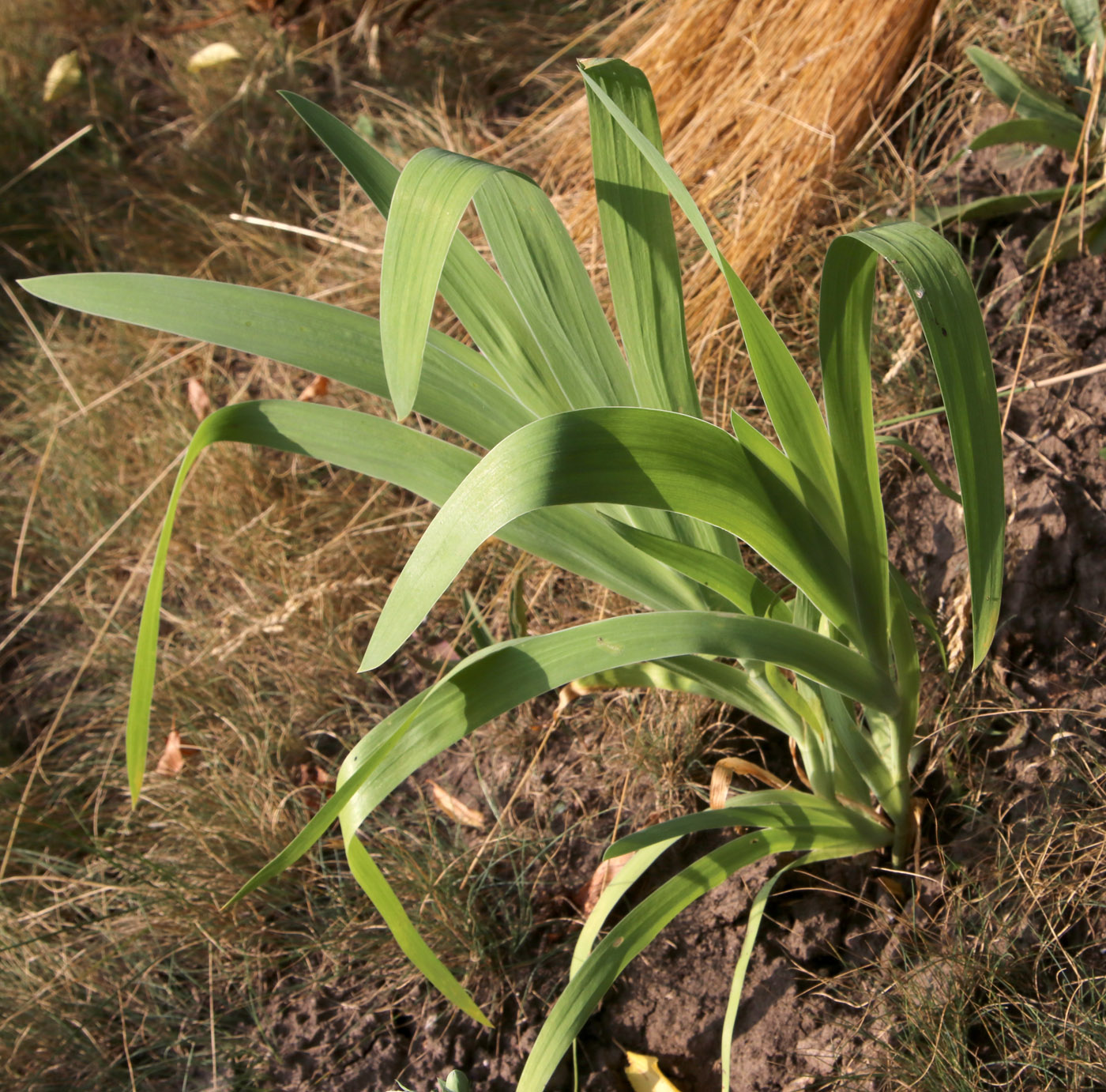 Image of Belamcanda chinensis specimen.