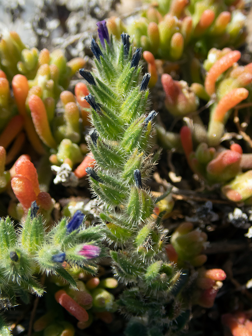 Изображение особи Echium arenarium.