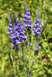 Veronica teucrium