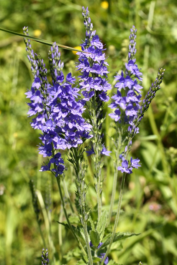 Изображение особи Veronica teucrium.