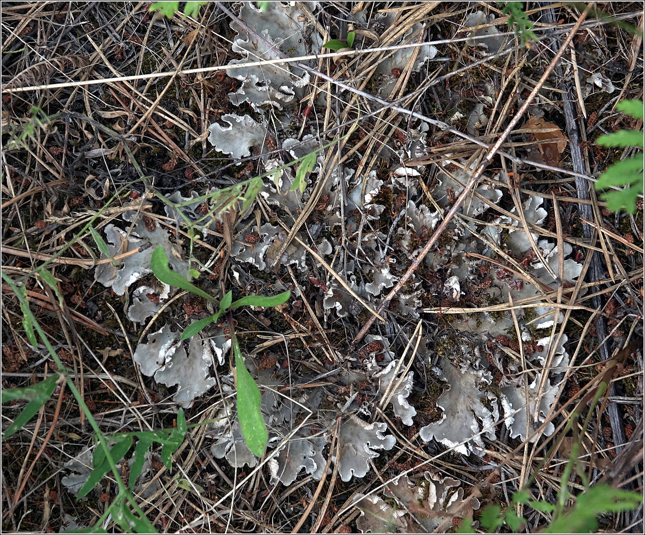 Image of genus Peltigera specimen.