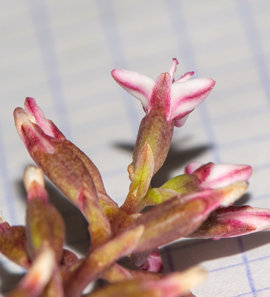 Image of familia Bromeliaceae specimen.