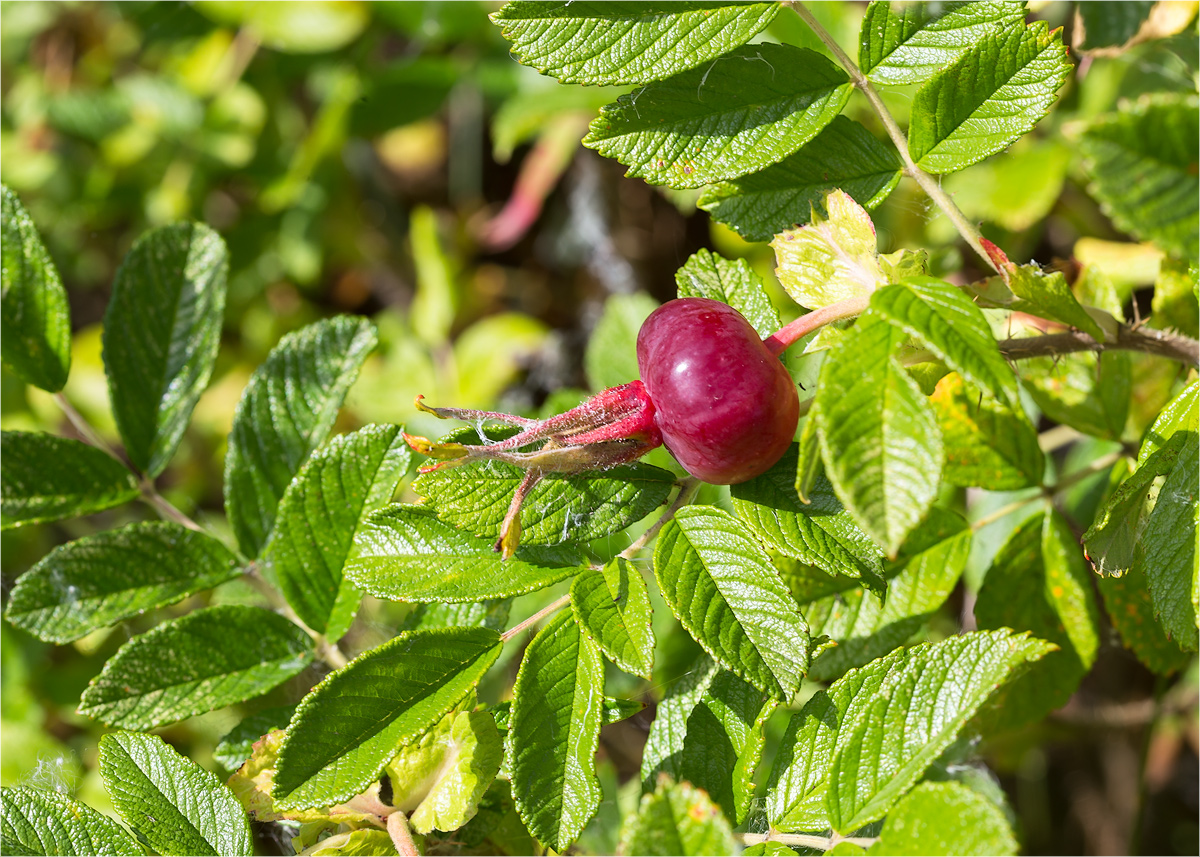 Image of Rosa rugosa specimen.