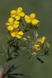 Potentilla longipes