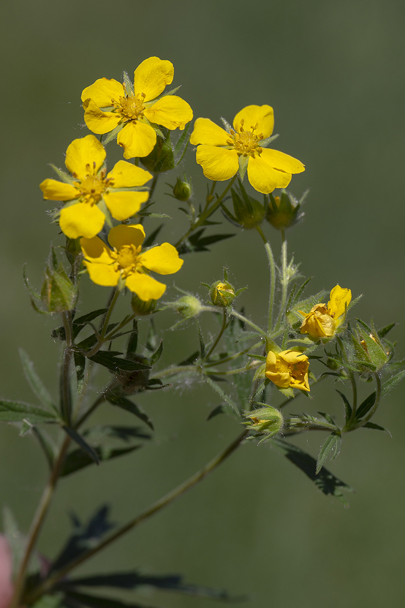 Изображение особи Potentilla longipes.