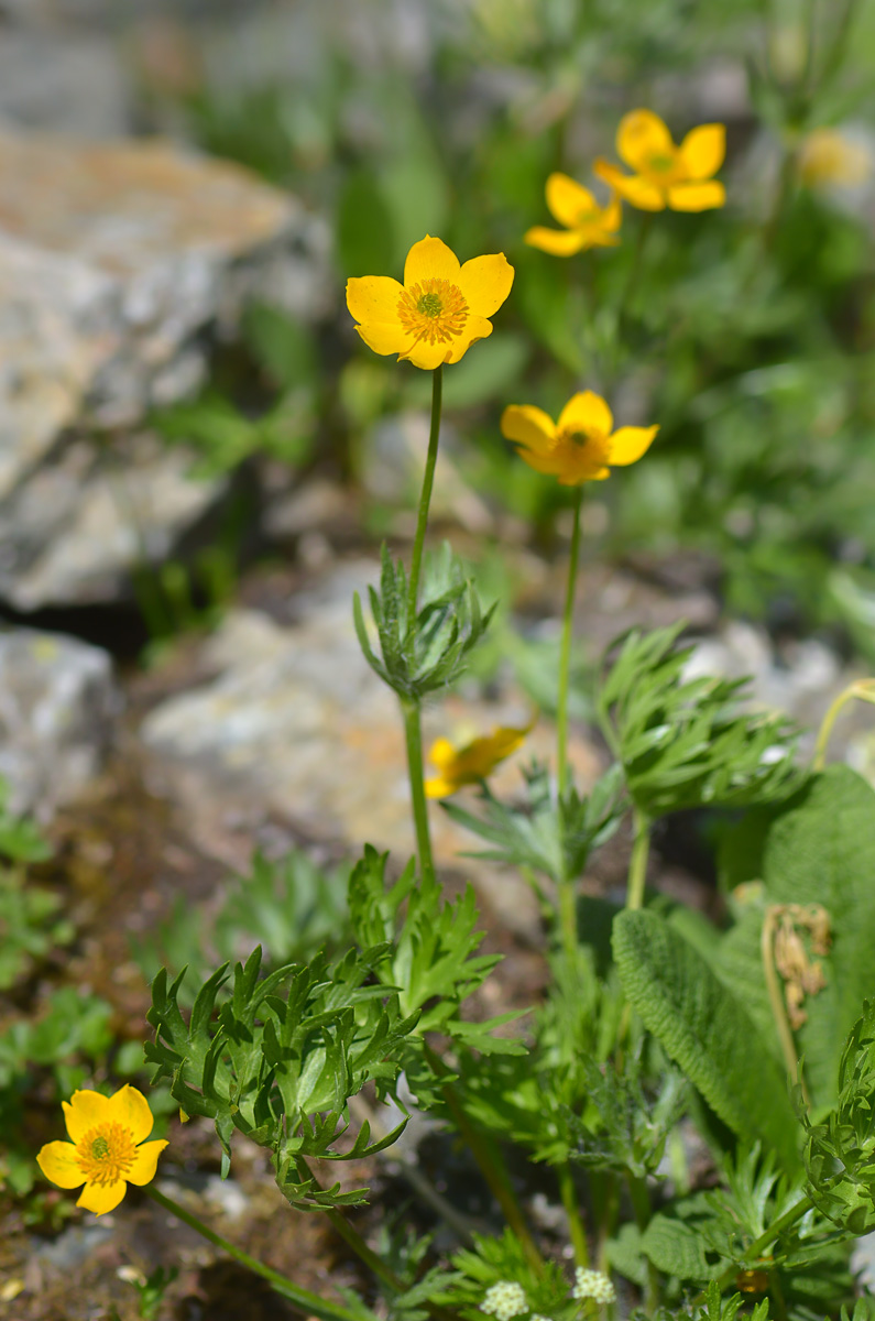 Изображение особи Anemonastrum speciosum.