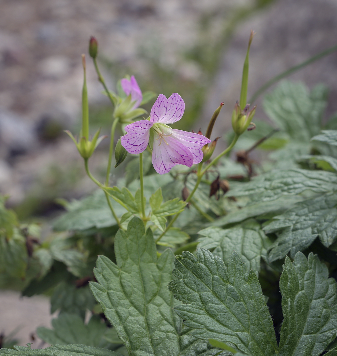 Image of Geranium gracile specimen.