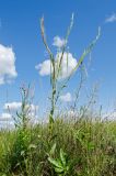 Turritis glabra. Доцветающее и плодоносящее растение в сообществе с Cirsium setosum и Galium. Кировская обл., Афанасьевский р-н, Ичетовкинское сельское поселение, окр. дер. Порубово, долина р. Кама, разностравно-злаковый луг. 25 июля 2021 г.