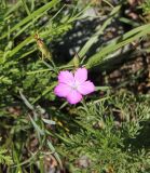 Dianthus versicolor. Цветок, бутон и плод. Республика Алтай, Онгудайский р-н, окр. с. Инегень, каменистый склон. 1 августа 2020 г.