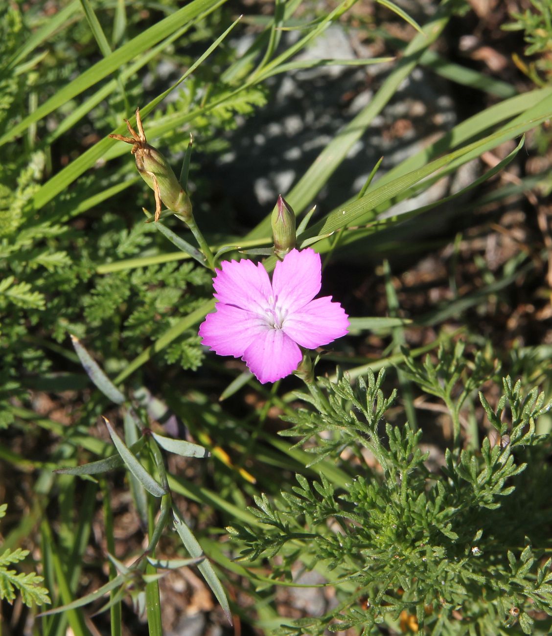 Изображение особи Dianthus versicolor.