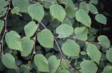 Corylopsis pauciflora. Часть веточки в каплях дождя. Москва, Аптекарский огород, в культуре. 03.09.2021.