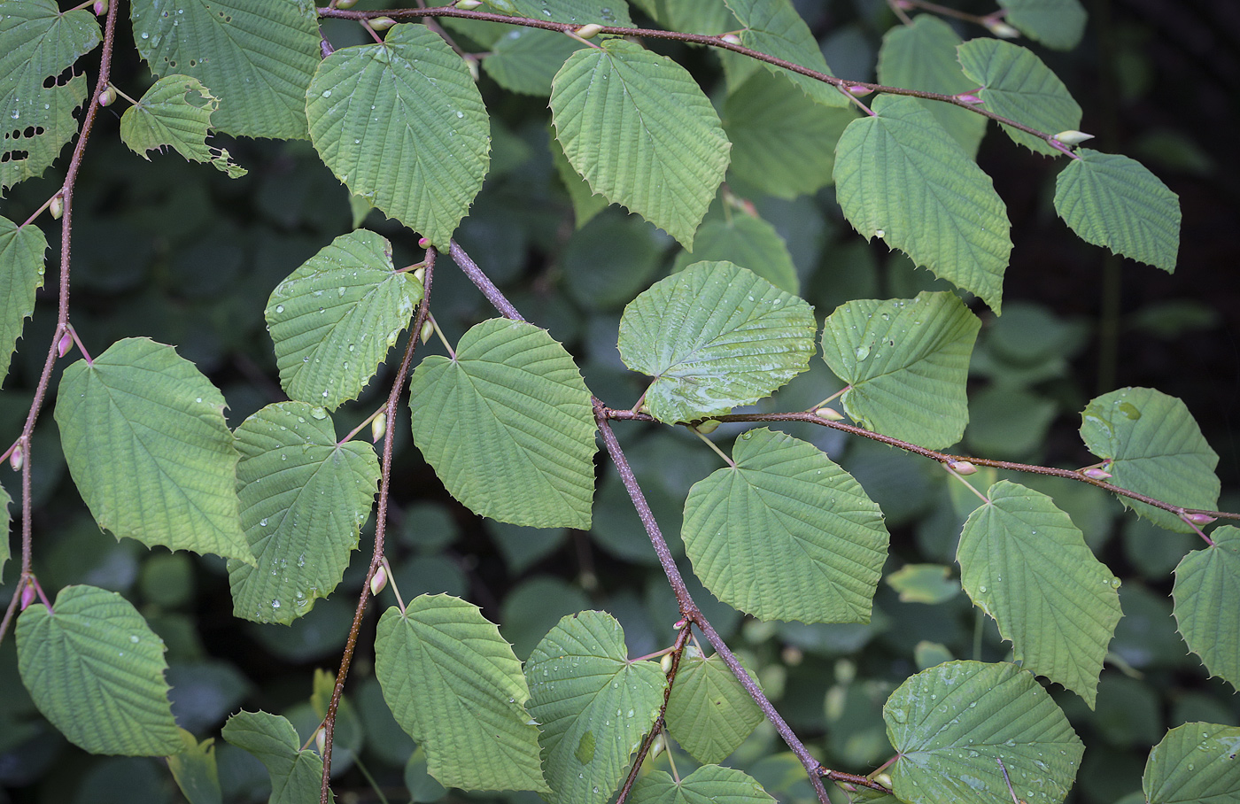 Image of Corylopsis pauciflora specimen.