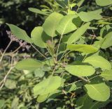 Image of taxon representative. Author is Игорь Павлов