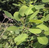 Cotinus coggygria