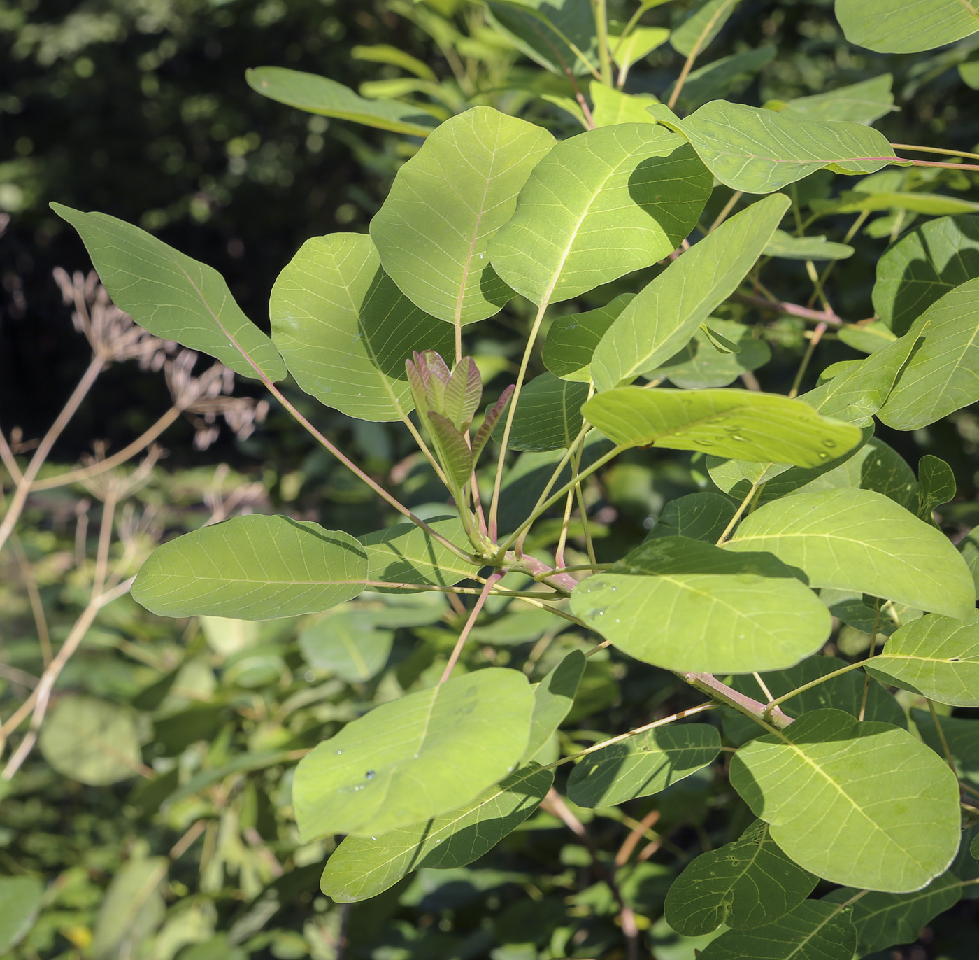 Image of Cotinus coggygria specimen.