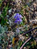 Lavandula angustifolia. Соцветие. Крым, подножие горы Южная Демерджи, в культуре. 31.10.2021.