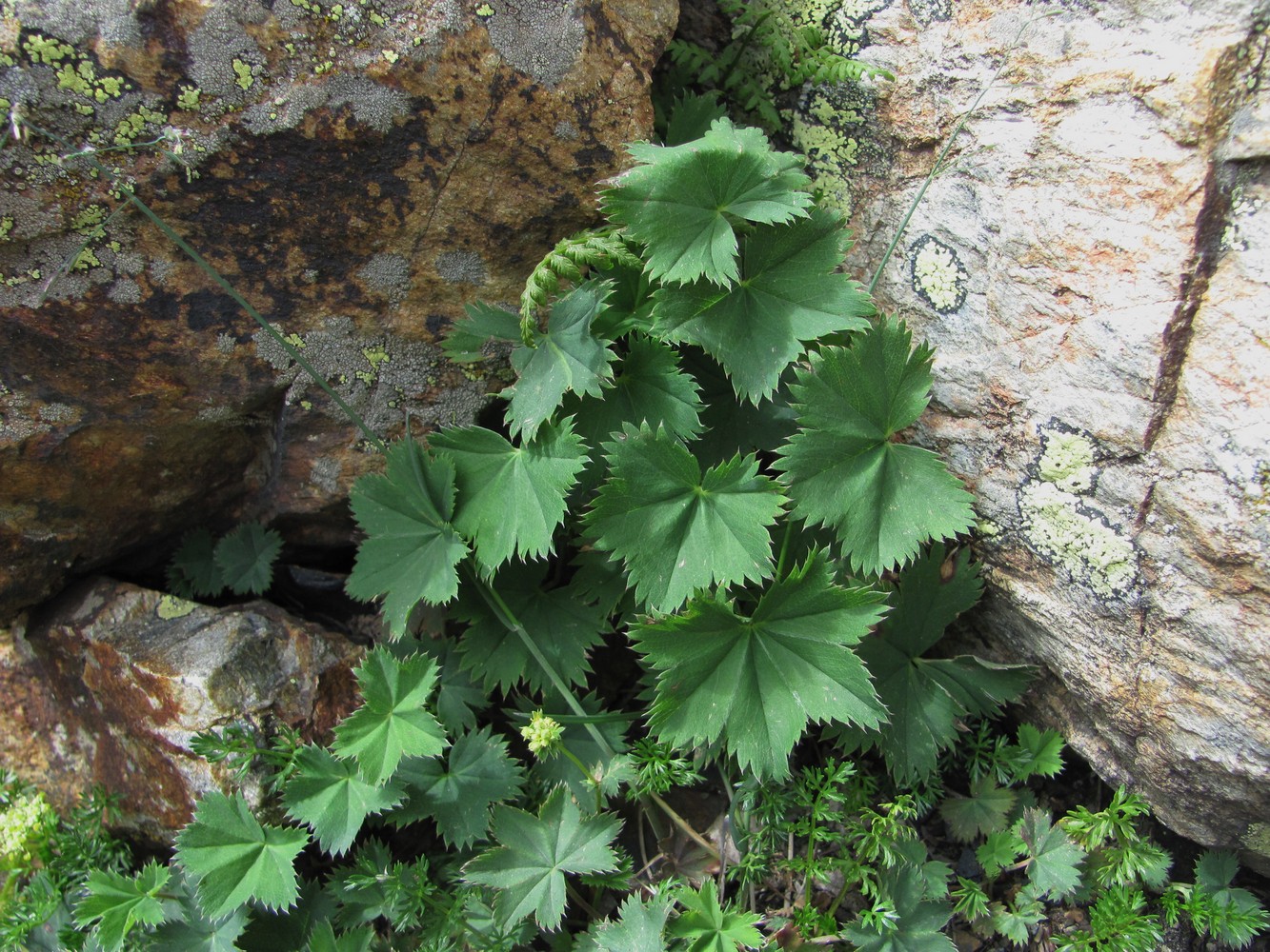 Изображение особи род Alchemilla.