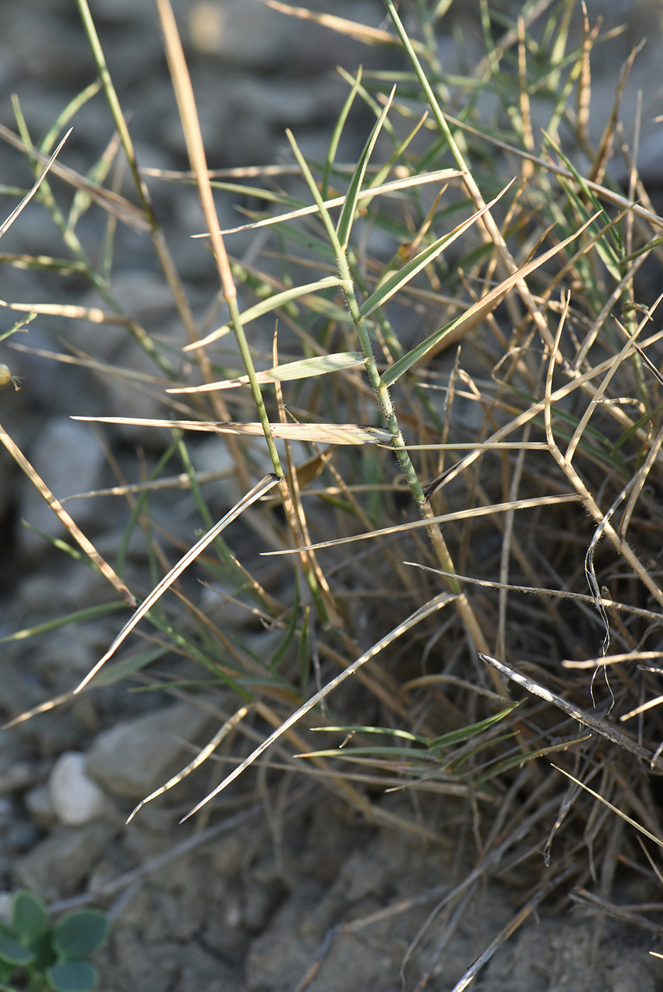 Image of Agropyron pinifolium specimen.
