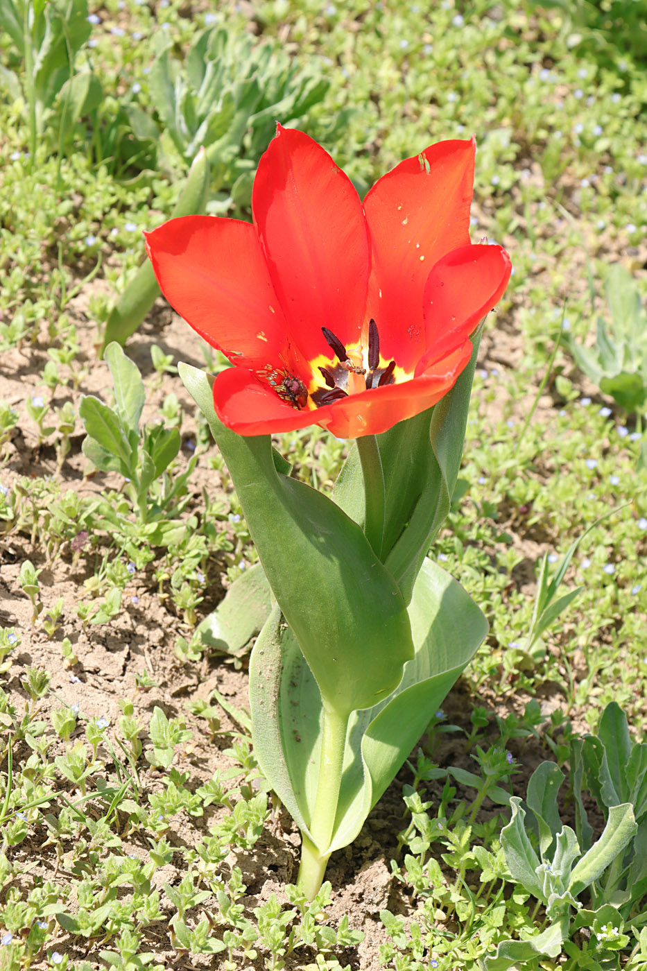 Image of Tulipa fosteriana specimen.